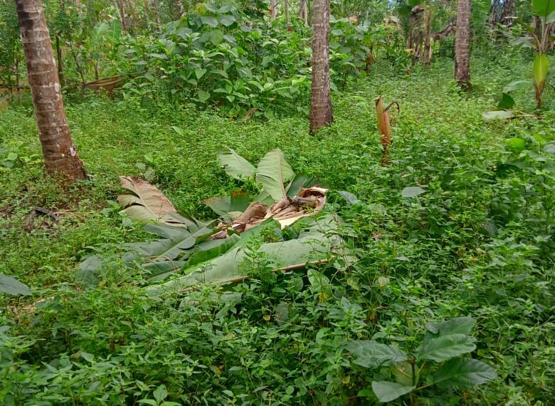 വരന്തരപ്പിള്ളി കള്ളിച്ചിത്ര ആദിവാസി കോളനിയിലും സമീപമേഖലയിലും കാട്ടാനശല്യം രൂക്ഷമാകുന്നതായി പരാതി. 