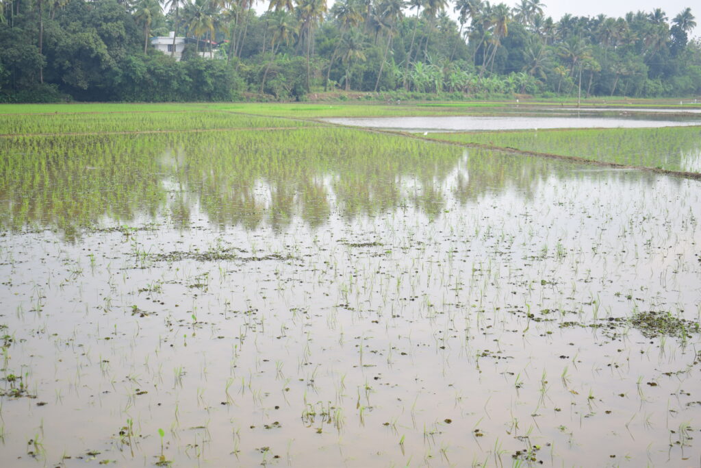 konthipulam padam