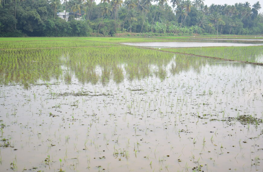 കഴിഞ്ഞ ദിവസങ്ങളില്‍ ഉണ്ടായ ശക്തമായ മഴമൂലം നെടുമ്പാള്‍ കോന്തിപുലം കോള്‍ കര്‍ഷക സമിതിയുടെ 225 ഏക്കര്‍ കൃഷിയും ധനുകുളം പാടശേഖര സമിതിയുടെ 125 ഏക്കര്‍ കൃഷിയും വെള്ളക്കെട്ടിലായി.