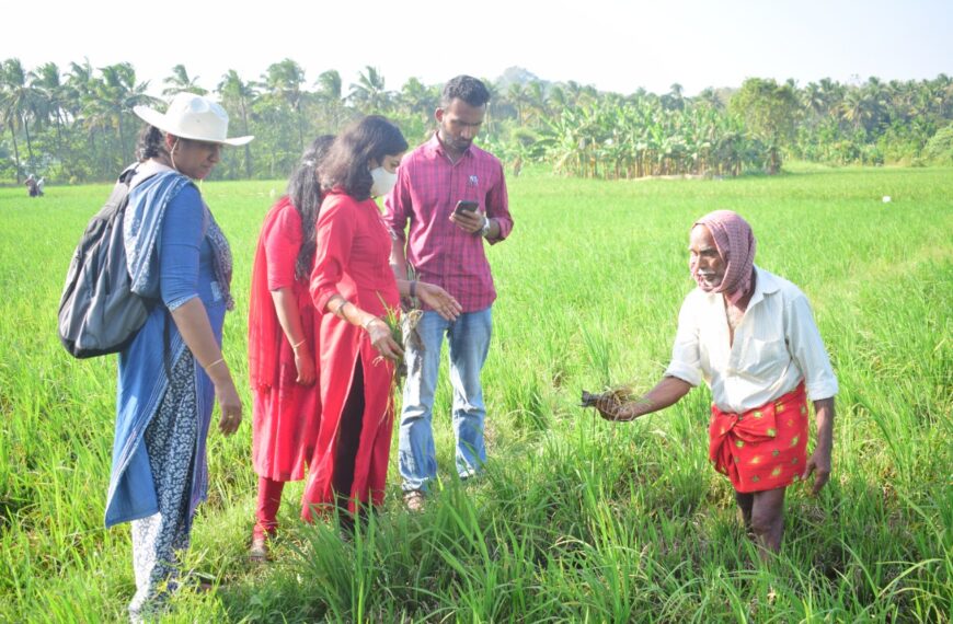  ഇലകരിച്ചിലും കടചീയലും മൂലം നശിച്ചുപോയ കാവല്ലൂര്‍ പാടശേഖരത്തിലെ കൃഷിയിടങ്ങള്‍ കാര്‍ഷിക സര്‍വ്വകലാശാലയിലെ വിദഗ്ദസംഘം സന്ദര്‍ശിച്ചു.