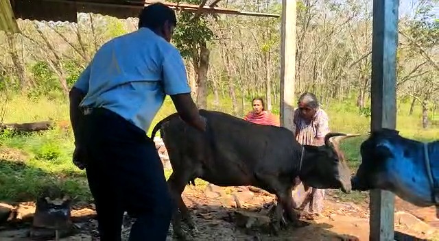 ചര്‍മ്മമുഴ രോഗം പടര്‍ന്നു പിടിക്കുന്ന സാഹചര്യത്തില്‍ വരന്തരപ്പിള്ളി പഞ്ചായത്തിന്റെ വിവിധ ഭാഗങ്ങളിലായി നൂറ് കന്നുകാലികള്‍ക്ക് പ്രതിരോധ വാക്‌സിന്‍ കുത്തിവെപ്പ് നടത്തി.