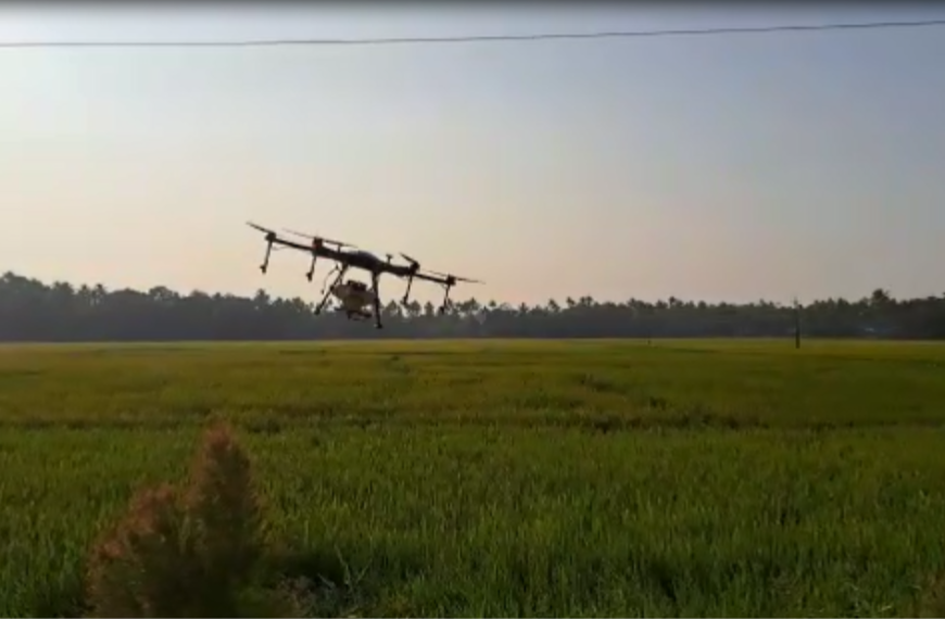 മുരിയാട് പഞ്ചായത്തിലെ പുല്ലൂര്‍ പൊതുമ്പുചിറ പാടശേഖരത്തില്‍ കര്‍ഷകര്‍ ഡ്രോണ്‍ ഉപയോഗിച്ച് വളപ്രയോഗം നടത്തി.