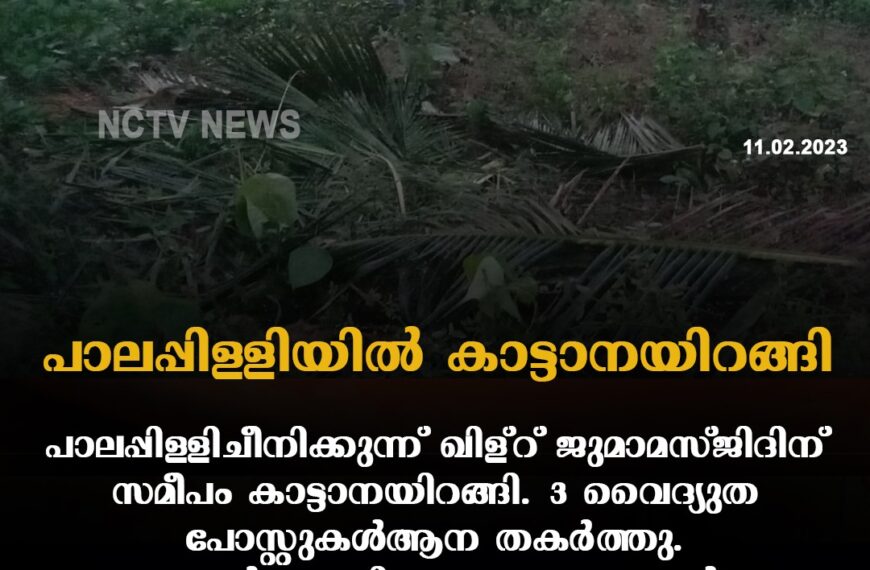 പാലപ്പിള്ളിയില്‍ കാട്ടാനയിറങ്ങി