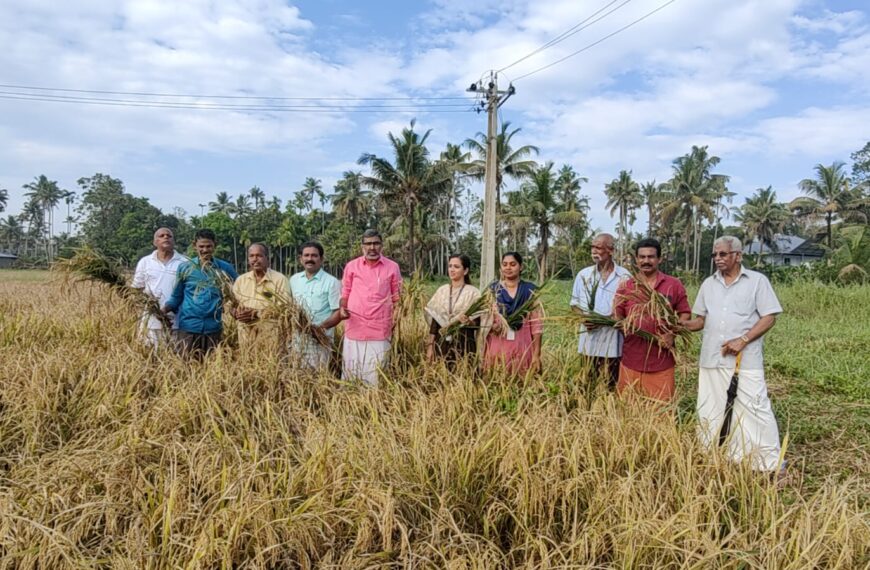 മുരിയാട് ഗ്രാമപഞ്ചായത്തിലെ പുല്ലൂര്‍ പൊതുമ്പുചിറ പാടശേഖരത്തില്‍ 30 ഏക്കറോളം വരുന്ന തരിശുഭൂമിയില്‍ കൃഷിയിറക്കിയതിന്റെ വിളവെടുപ്പ് ആരംഭിച്ചു