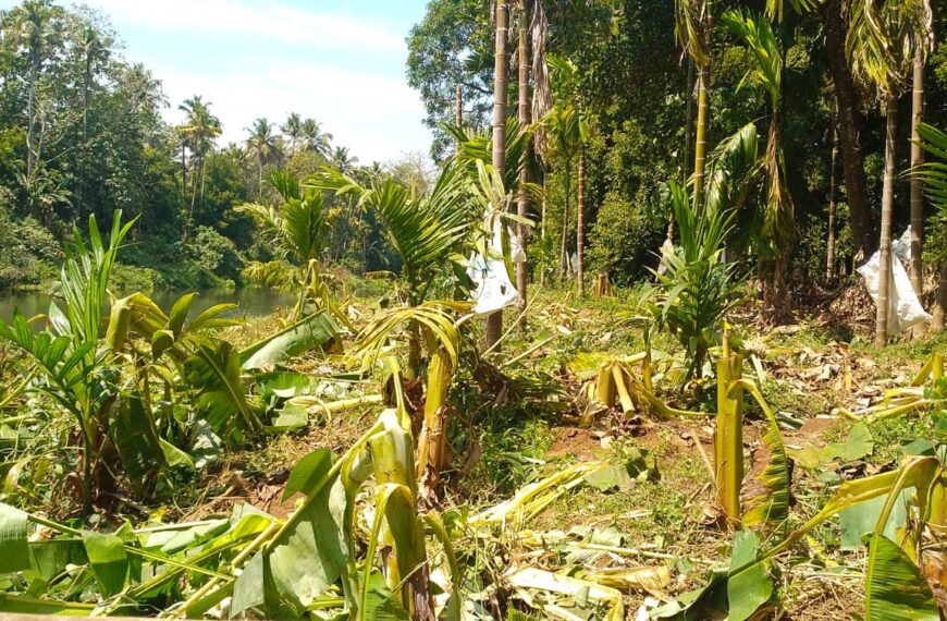 കന്നാറ്റുപ്പാടം ഓത്തനാട്ടില്‍ കാട്ടാനശല്യം രൂക്ഷം