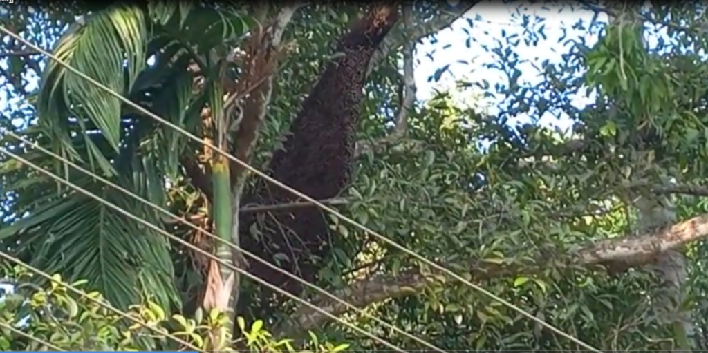 kanakamala road