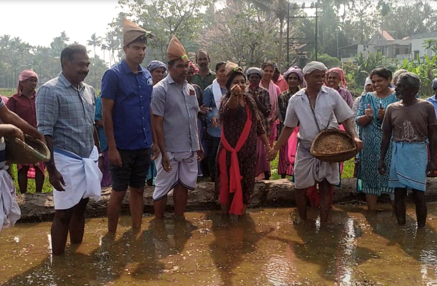 മറ്റത്തൂര്‍ കൃഷിഭവനു കീഴിലെ മാങ്കുറ്റിപ്പാടം പാടശേഖരത്ത്  വര്‍ഷങ്ങളായി തരിശുകിടന്ന ഏഴേക്കര്‍ തരിശുനിലത്തില്‍ പുഞ്ചകൃഷിക്ക് തുടക്കമായി