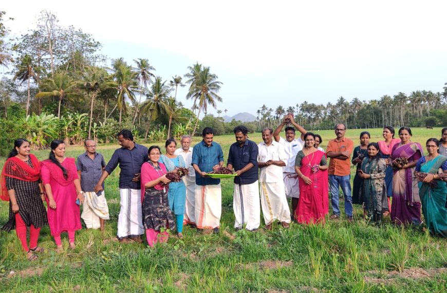 പറപ്പൂക്കര ഗ്രാമപഞ്ചായത്തിന്റെ ഒരേക്കറിലെ പച്ചക്കറി കൃഷിയുടെ വിളവെടുപ്പ് കെ.കെ രാമചന്ദ്രന്‍ എംഎല്‍എ നിര്‍വഹിച്ചു