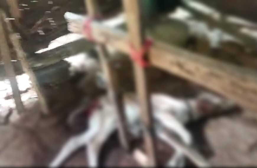 പാലപ്പിള്ളിയിൽ വീണ്ടും പുലിയിറങ്ങി പശുക്കുട്ടിയെ കൊന്നു