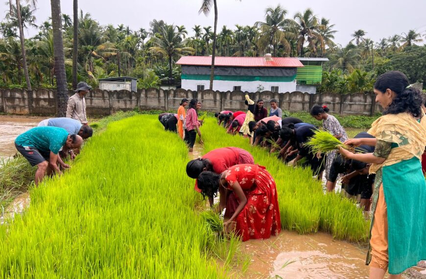 പുതുക്കാട് കുണ്ടുപാടത്തെ ഈ കൊല്ലത്തെ നെല്‍കൃഷി നടീല്‍ ഏറെ വ്യത്യസ്തമായി