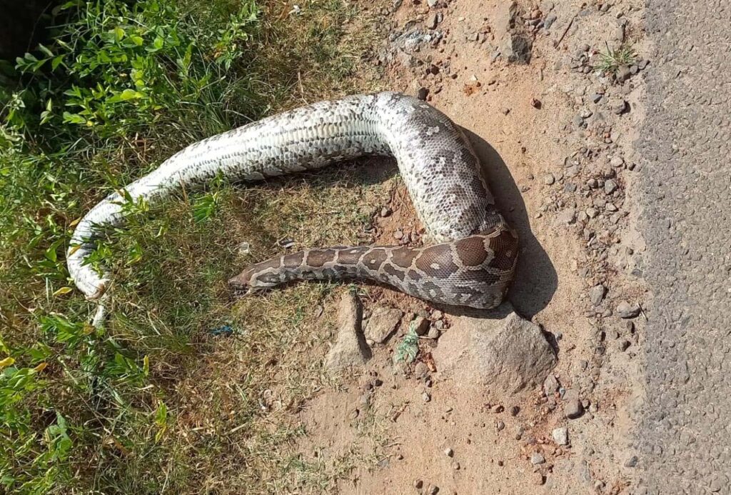 SNAKE