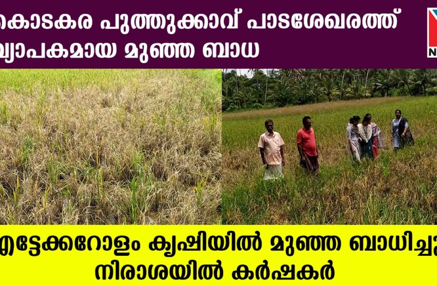 കൊടകര കൃഷിഭവന്റെ പരിധിയിലുള്ള പുത്തുക്കാവ് പാടശേഖരത്ത് വ്യാപകമായ മുഞ്ഞ ബാധ. നെല്ല് കൊയ്ത്തിനു പാകമായ സമയത്ത് മുഞ്ഞ ബാധയുണ്ടായത് കര്‍ഷകരെ നിരാശയിലാക്കുന്നു