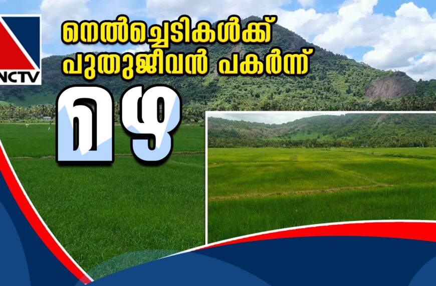 കൊടകര ചാറ്റിലാംപാടം പാടശേഖരത്ത് വെള്ളം കിട്ടാതെ കരിഞ്ഞുണങ്ങി തുടങ്ങിയ നെല്‍ച്ചെടികള്‍ക്ക് പുതുജീവന്‍ പകര്‍ന്ന് മഴയെത്തിയത് കര്‍ഷകര്‍ക്ക് ആശ്വാസമായി