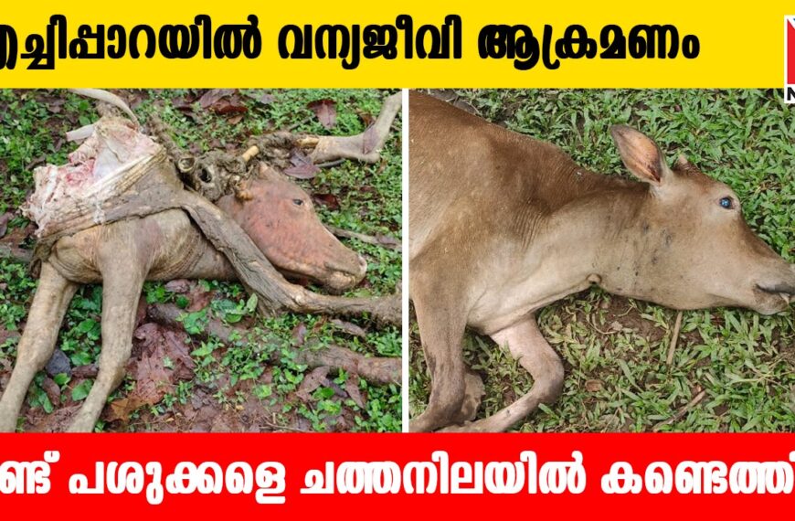 എച്ചിപ്പാറയില്‍ വന്യജീവി ആക്രമണത്തില്‍ രണ്ട് പശുക്കളെ ചത്തനിലയില്‍ കണ്ടെത്തി
