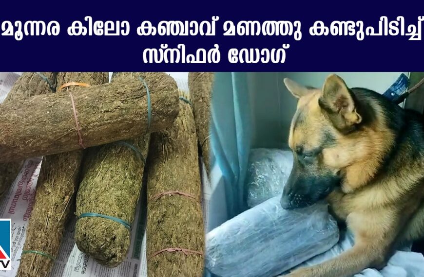 തൃശ്ശൂരില്‍ ട്രെയിനില്‍ കടത്തുകയായിരുന്ന മൂന്നര കിലോ കഞ്ചാവ് റെയില്‍വേ സ്‌നിഫര്‍ ഡോഗ് മണത്തു കണ്ടുപിടിച്ചു