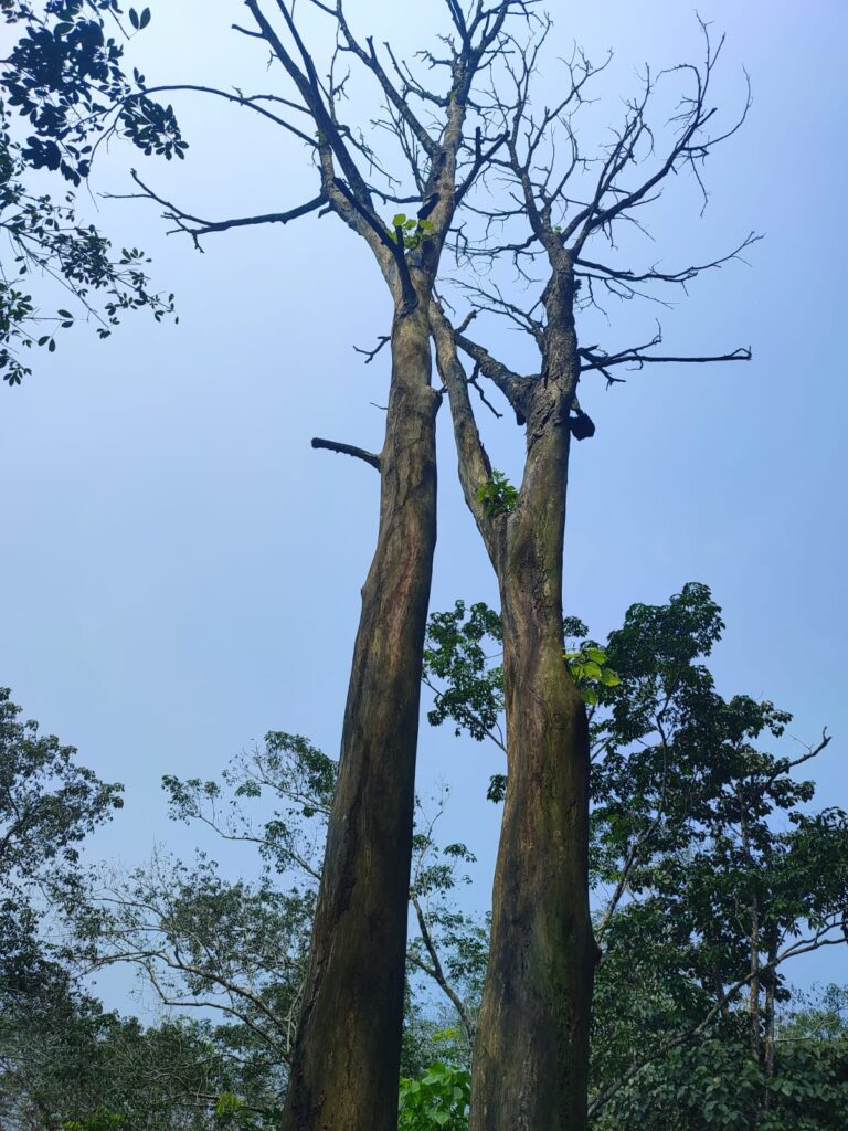 chimmini road danger tree