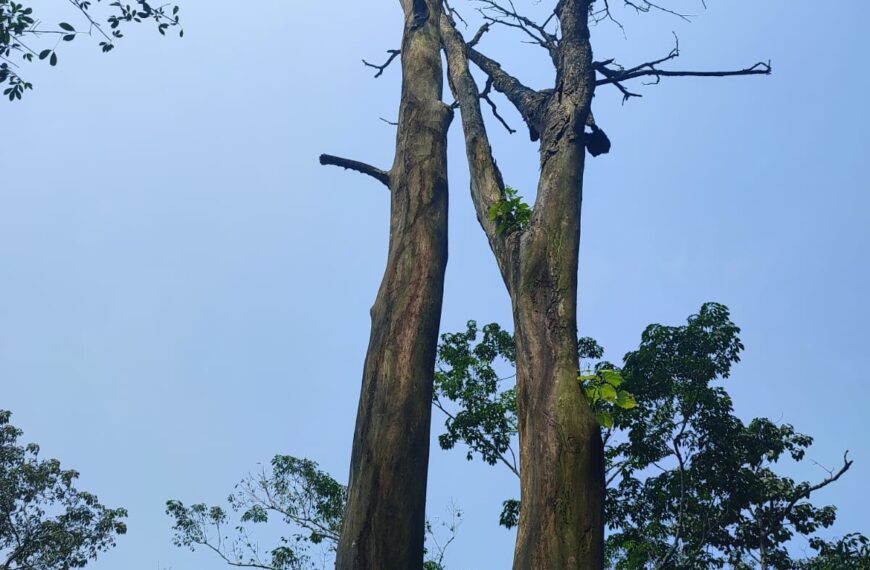 എച്ചിപ്പാറ ചിമ്മിനി ഡാം റോഡിലെ വലിയ ഉണങ്ങിയ മരങ്ങള്‍ അപകട ഭീഷണിയാകുന്നു