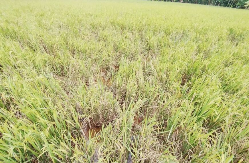 കാട്ടുപന്നികളുടെ ശല്യത്തില്‍ പൊറുതിമുട്ടി പുതുക്കാട് കറുകപാടം പാടശേഖരത്തിലെ നെല്‍കര്‍ഷകര്‍