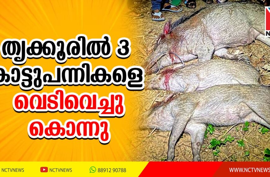 തൃക്കൂരില്‍ 3 കാട്ടുപന്നികളെ വെടിവെച്ചു കൊന്നു