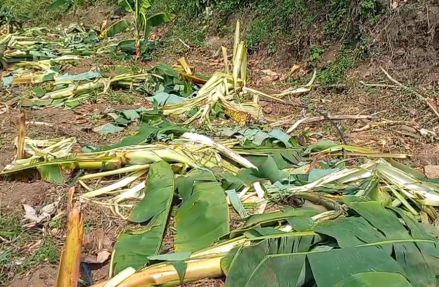 മരോട്ടിച്ചാല്‍ ചുള്ളിക്കാവില്‍ വീണ്ടും കാട്ടാനയിറങ്ങി വ്യാപകമായി കൃഷി നശിപ്പിച്ചു