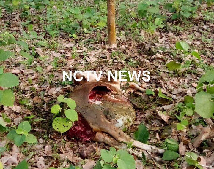 പാലപ്പിള്ളിയില്‍ വീണ്ടും പുലിയിറങ്ങി പശുക്കുട്ടിയെ കൊന്നു