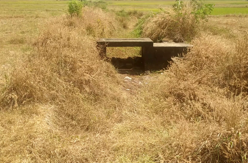 ചാറ്റിലാംപാടത്ത് വെള്ളം കിട്ടാതെ മുപ്പതേക്കറോളം മുണ്ടകന്‍ കൃഷി ഉണങ്ങി നശിക്കുന്നു