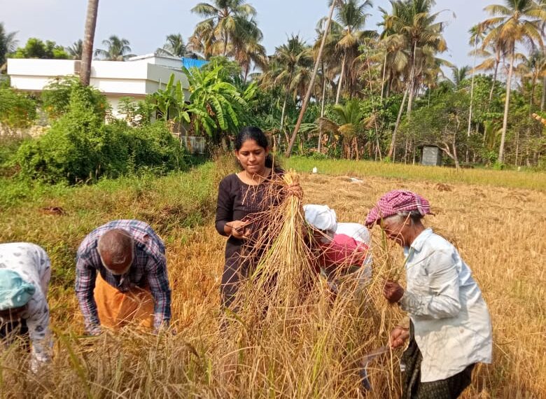  ചെങ്ങാലൂര്‍ ചിറയങ്ങാട്ടുപാടത്ത് കറുത്ത നവര വിളവെടുത്തു. വലിയകുളത്തിനു വടക്ക് ചിറയങ്ങാട്ടുപാടത്ത് രണ്ടാം വിളയായാണ് കറുത്ത നവര കൃഷിയിറക്കിയത്.