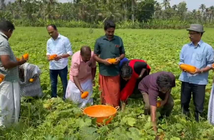 ട്വന്റി ഫാര്‍മേഴ്‌സ് കൂട്ടായ്മയുടെ നേതൃത്വത്തില്‍ മറ്റത്തൂര്‍ ചെട്ടിച്ചാലില്‍ കൃഷി ചെയ്ത കണിവെള്ളരി വിളവെടുത്തു