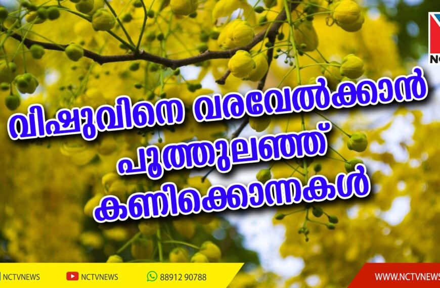 വിഷുവിന്റെ വരവറിയിച്ച് ഗ്രാമങ്ങളിലും നഗരങ്ങളിലും കണിക്കൊന്നകള്‍ പൂത്തു