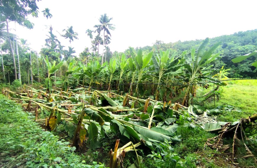 കള്ളായിയില്‍ മിന്നല്‍ ചുഴലിയില്‍ കനത്തനാശനഷ്ടം