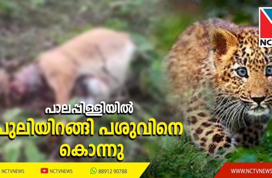 പാലപ്പിള്ളി വലിയകുളത്ത് പുലിയിറങ്ങി പശുവിനെ കൊന്നു. തോട്ടം തൊഴിലാളികള്‍ താമസിക്കുന്ന പാഡികള്‍ക്ക് സമീപമാണ് പുലിയിറങ്ങിയത്