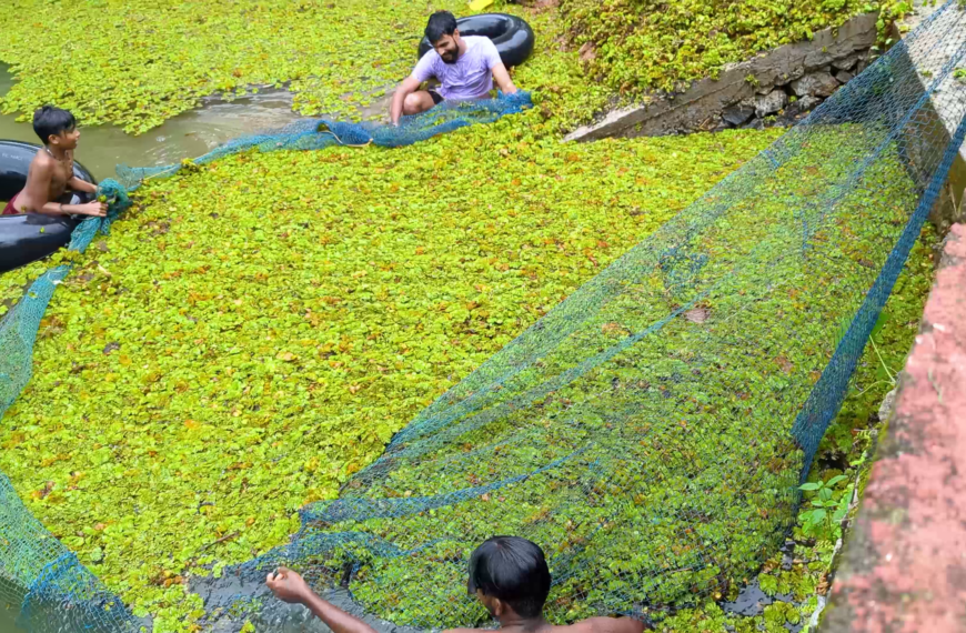 മുത്തുമല യുവ കലാവേദി വായനശാലയുടെ നേതൃത്വത്തില്‍ മുപ്ലിയം പുതുകുളവും പാര്‍ക്കും വൃത്തിയാക്കി