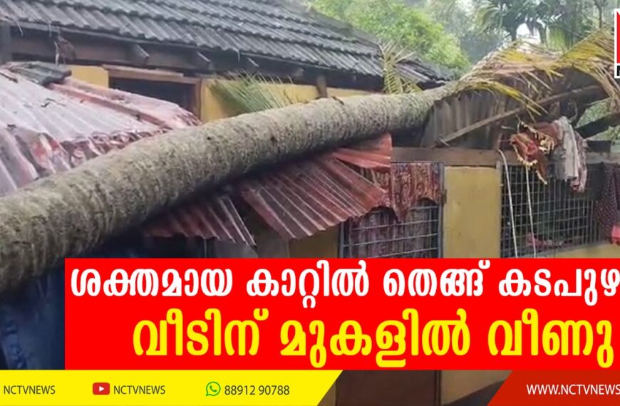 ശക്തമായ കാറ്റില്‍ തെങ്ങ് കടപുഴകി വീടിന് മുകളില്‍ വീണു. വീട് ഭാഗികമായി തകര്‍ന്നു