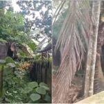 കാട്ടൂരില്‍ ഊട്ടിന് എത്തിച്ച ആന ഇടഞ്ഞോടിയത് പരിഭ്രാന്തി പരത്തി