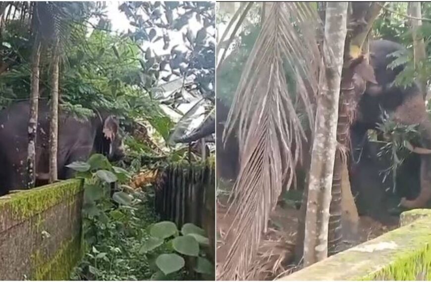 കാട്ടൂരില്‍ ഊട്ടിന് എത്തിച്ച ആന ഇടഞ്ഞോടിയത് പരിഭ്രാന്തി പരത്തി