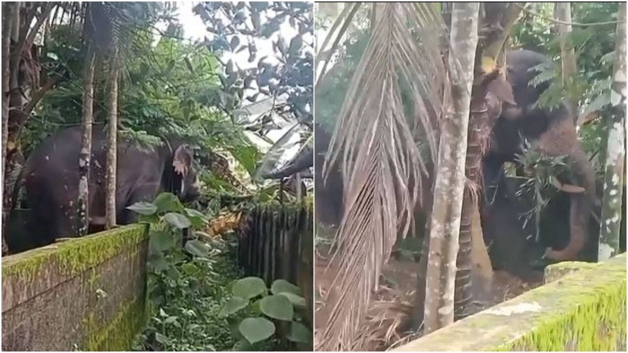 കാട്ടൂരില്‍ ഊട്ടിന് എത്തിച്ച ആന ഇടഞ്ഞോടിയത് പരിഭ്രാന്തി പരത്തി
