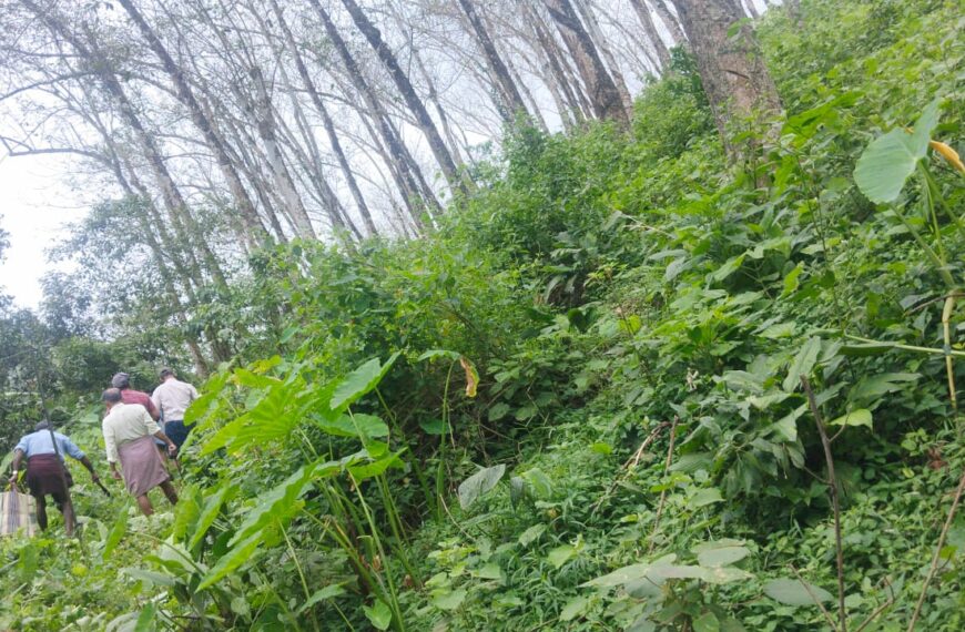 പാലപ്പിള്ളിയില്‍ കാട്ടാനശല്യം രൂക്ഷമായതോടെ സൗരോര്‍ജ വേലിയിലെ കാടും പടലും നീക്കി