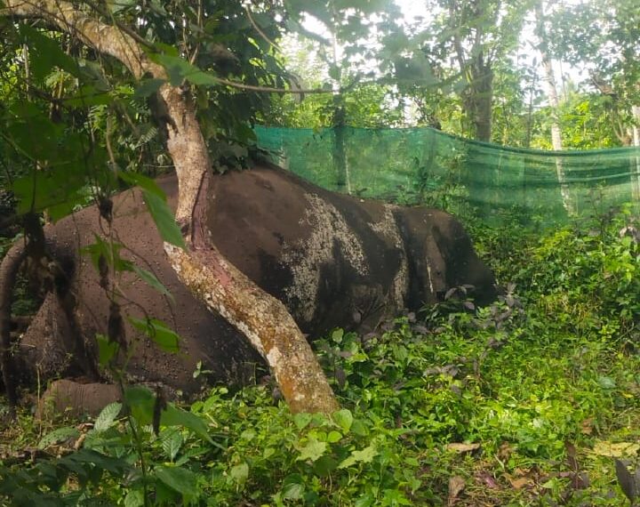 പാലപ്പിള്ളി നടാംപാടത്ത് കാട്ടാനയുടെ ജഡം കണ്ടെത്തി