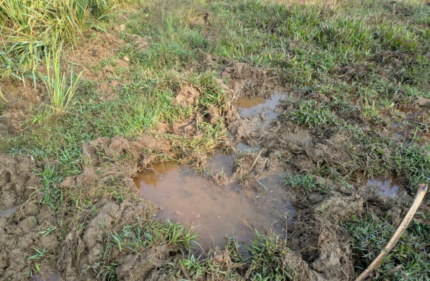 മറ്റത്തൂര്‍ പഞ്ചായത്തിലെ വിവിധ മേഖലകളില്‍ കാട്ടുപന്നികളുടെ ശല്യം വര്‍ധിച്ചു.