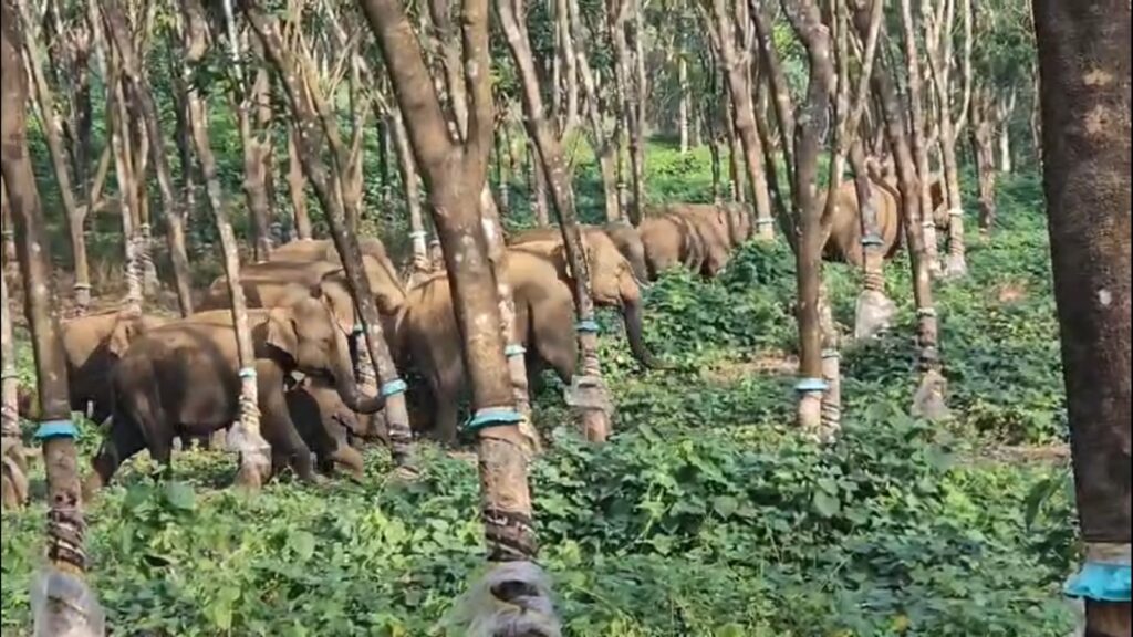 nctv news- pudukad news