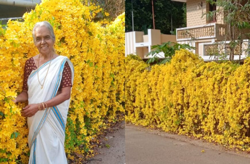 മതിൽ നിറയെ ‘മഞ്ഞപ്പട്ട്’; പോങ്കോത്രയിൽ വിസ്മയമായി ഭാനുമതി അമ്മയുടെ കാറ്റ്ഫ്‌ലോ വസന്തം!