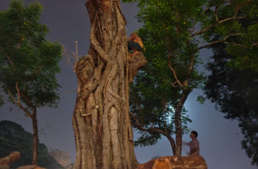 നായിക്കനാലിലെ ‘വലിയാൽ’ ഇനി ഓർമ്മ; പൂരത്തിന് മുന്നേ പകരക്കാരനായി പുതിയ ആൽമരം എത്തും!