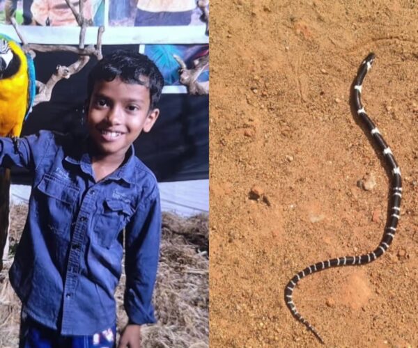 ഉറക്കത്തിനിടെ പാമ്പുകടിയേറ്റ് എട്ടു വയസ്സുകാരൻ മരിച്ചു; സഹോദരൻ ഗുരുതരാവസ്ഥയിൽ