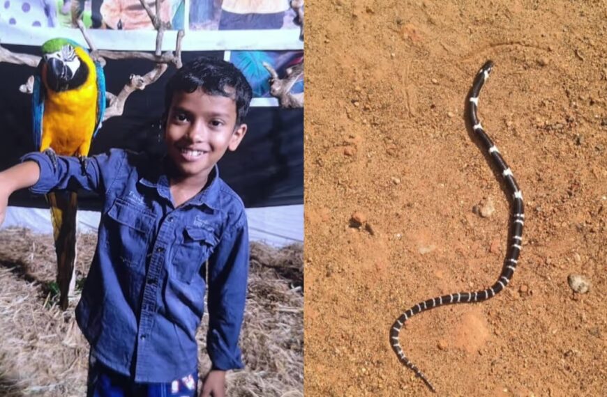 ഉറക്കത്തിനിടെ പാമ്പുകടിയേറ്റ് എട്ടു വയസ്സുകാരൻ മരിച്ചു; സഹോദരൻ ഗുരുതരാവസ്ഥയിൽ