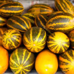 വിഷുവിനെ വരവേൽക്കാൻ ചെട്ടിച്ചാൽ പാടം ഒരുങ്ങി; കണിവെള്ളരി വിളവെടുപ്പിൽ ആറാം വർഷവും നേട്ടം കൊയ്ത് രാജൻ