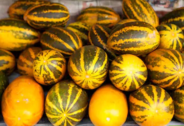 വിഷുവിനെ വരവേൽക്കാൻ ചെട്ടിച്ചാൽ പാടം ഒരുങ്ങി; കണിവെള്ളരി വിളവെടുപ്പിൽ ആറാം വർഷവും നേട്ടം കൊയ്ത് രാജൻ