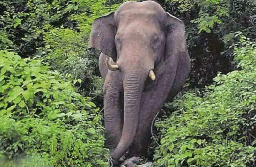 അതിരപ്പിള്ളിയിൽ ഹോട്ടൽ തകർത്ത് കാട്ടാന