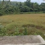 അരക്കോടി മുടക്കി നവീകരിച്ചു, വർഷങ്ങൾക്കകം വീണ്ടും പുൽമൈതാനമായി മാറി; കടുത്ത നിരാശയിൽ കാവനാട് ചിറ