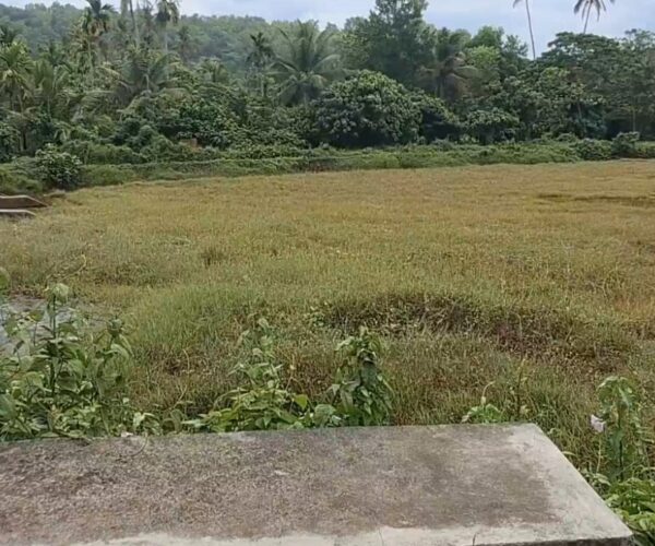 അരക്കോടി മുടക്കി നവീകരിച്ചു, വർഷങ്ങൾക്കകം വീണ്ടും പുൽമൈതാനമായി മാറി; കടുത്ത നിരാശയിൽ കാവനാട് ചിറ