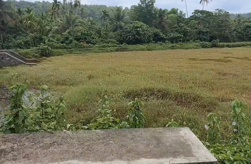 അരക്കോടി മുടക്കി നവീകരിച്ചു, വർഷങ്ങൾക്കകം വീണ്ടും പുൽമൈതാനമായി മാറി; കടുത്ത നിരാശയിൽ കാവനാട് ചിറ